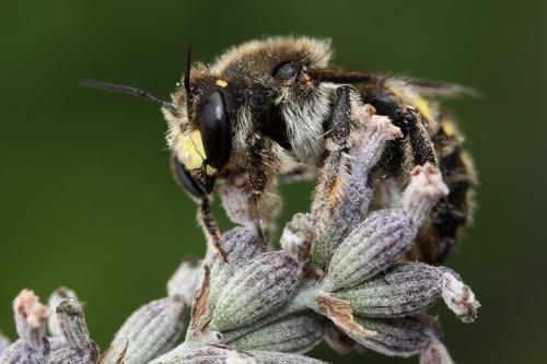 Anthidium septemspinosum